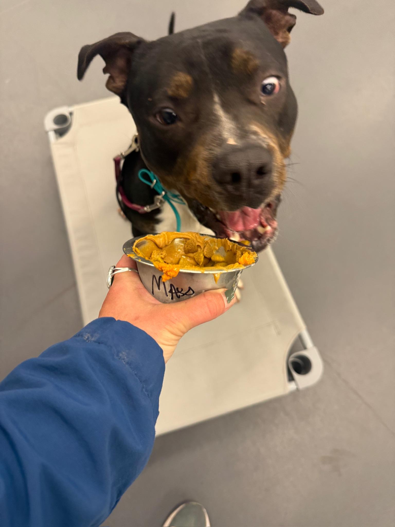 Enlarge Max, a Adoptable American Staffordshire Terrier in Brattleboro, VT image 3/5