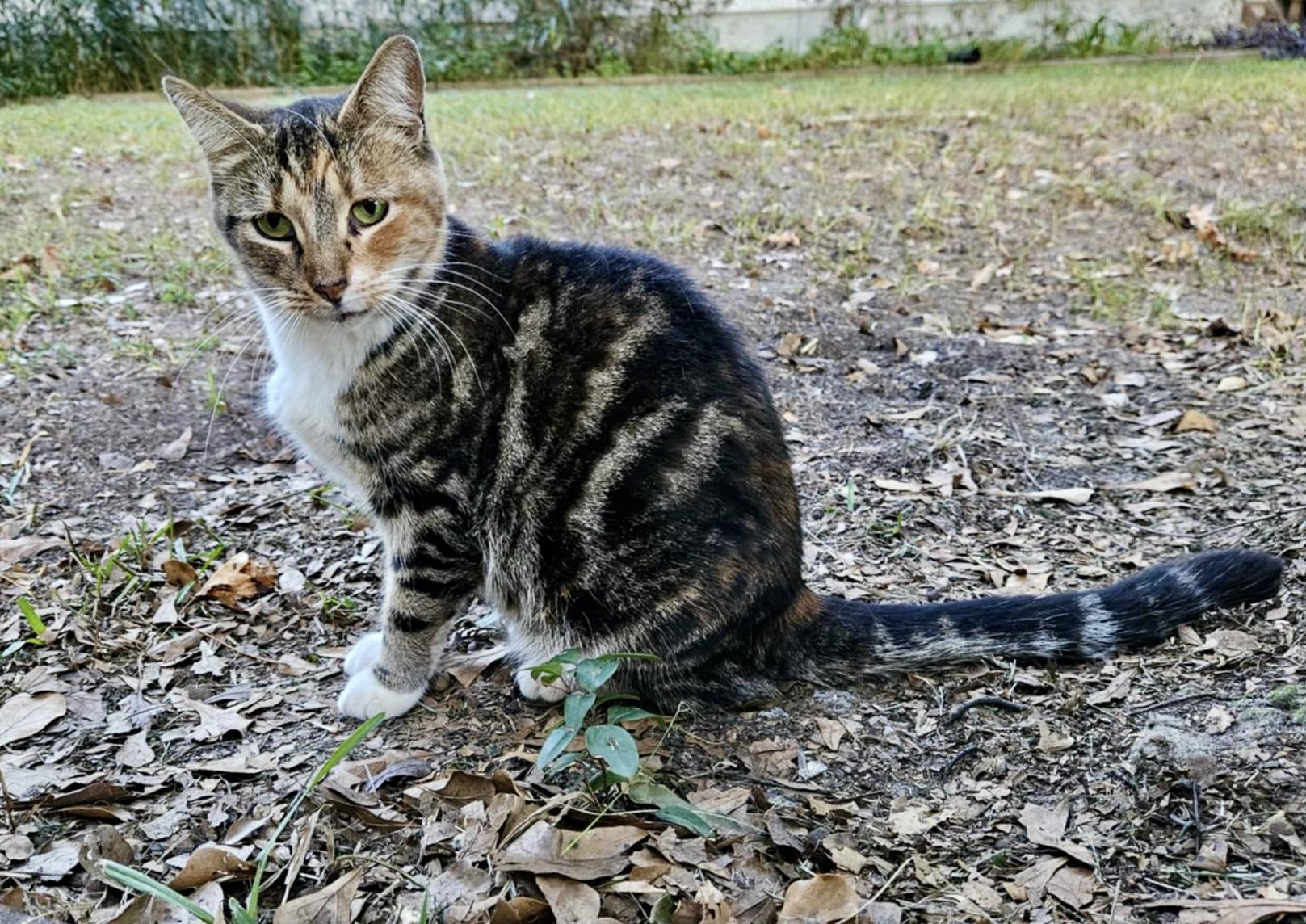 Marilyn, Adoptable, Young Female Tabby & Calico.