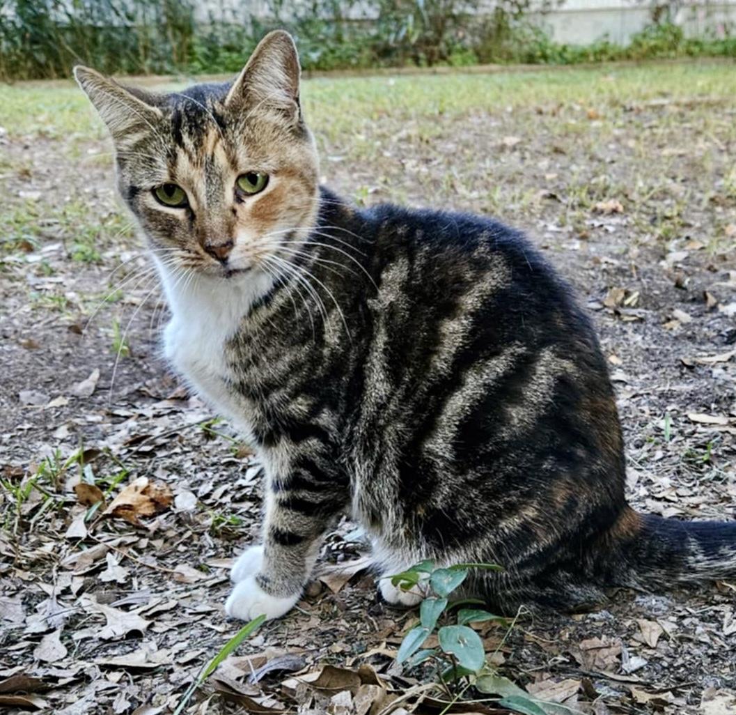 Marilyn, a Adoptable mixed breed in Myrtle Beach, SC image 3/3
