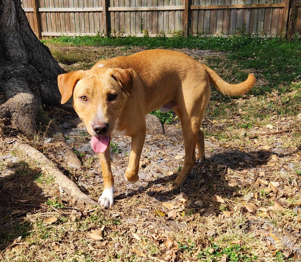 Enlarge Tucker Lake, a Adoptable mixed breed in Tampa, FL image 1/5