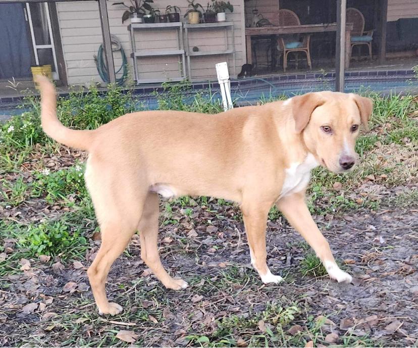 Enlarge Tucker Lake, a Adoptable mixed breed in Tampa, FL image 2/5