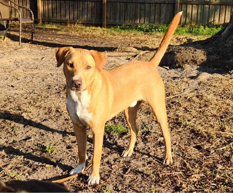 Enlarge Tucker Lake, a Adoptable mixed breed in Tampa, FL image 5/5
