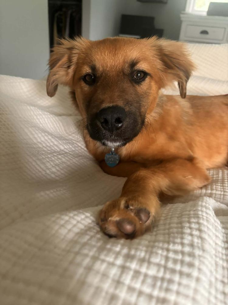 Pablo, Adoptable, Puppy Male Labrador Retriever & Retriever.