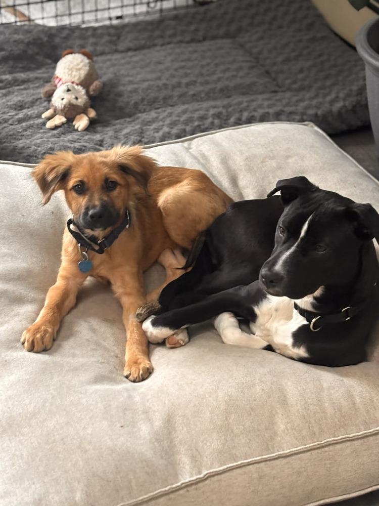 Pablo, Adoptable, Puppy Male Labrador Retriever & Retriever.