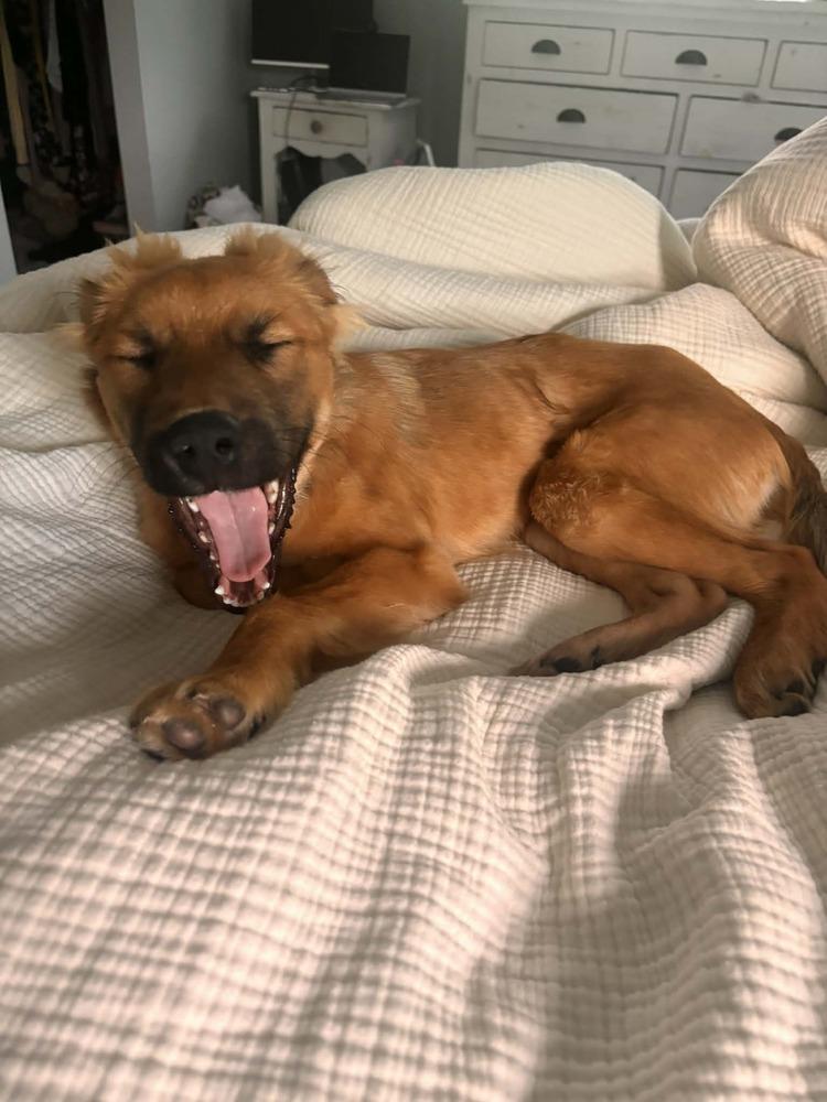 Enlarge Pablo, a Adoptable mixed breed in Valley Stream, NY image 3/6