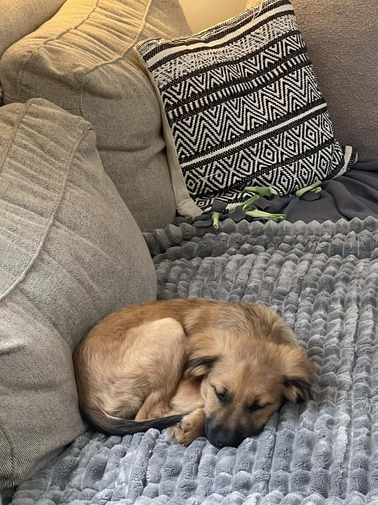 Enlarge Pablo, a Adoptable mixed breed in Valley Stream, NY image 2/5