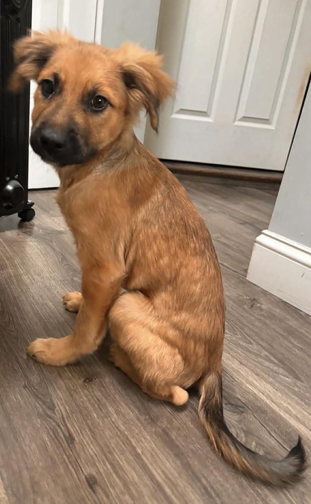 Enlarge Pablo, a Adoptable mixed breed in Valley Stream, NY image 3/5