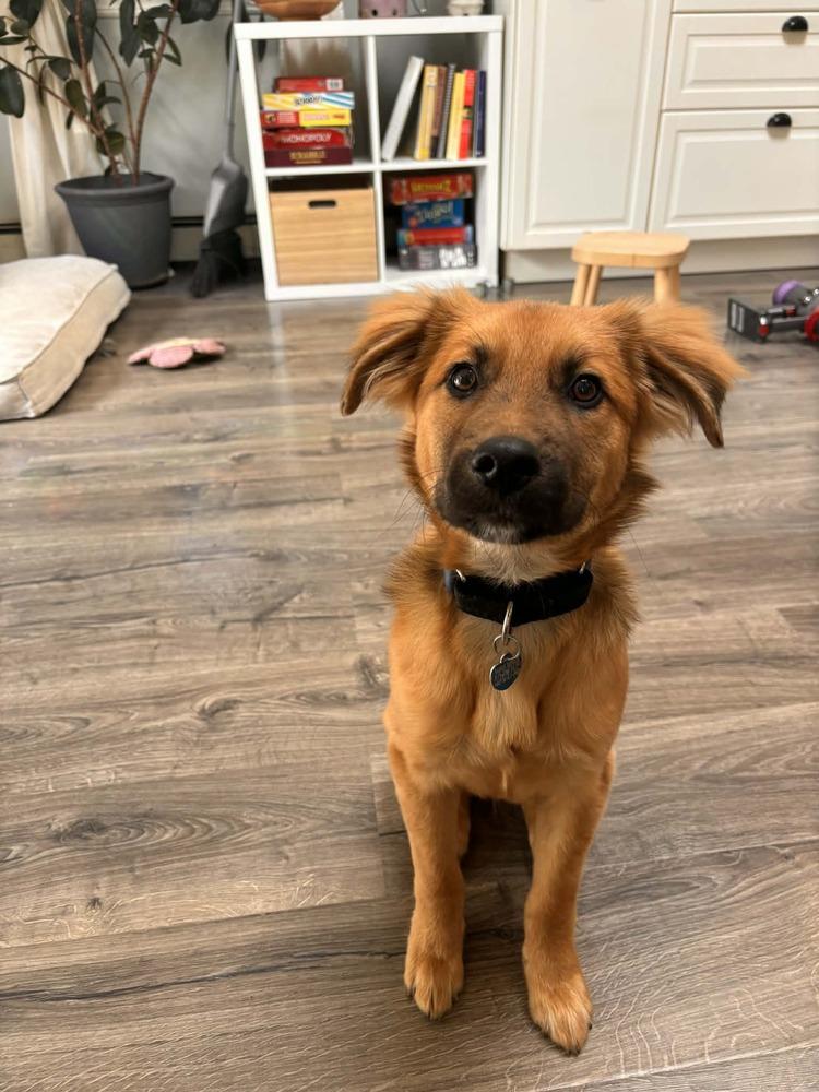 Enlarge Pablo, a Adoptable mixed breed in Valley Stream, NY image 4/6