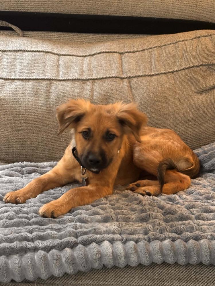 Enlarge Pablo, a Adoptable mixed breed in Valley Stream, NY image 4/5