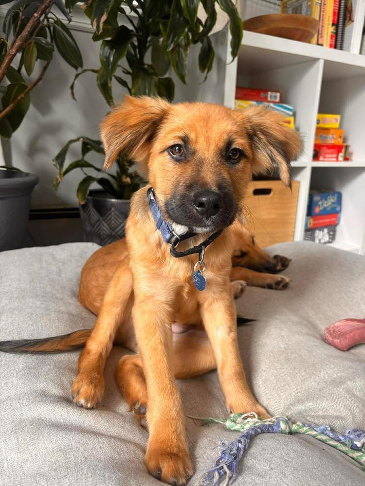 Enlarge Pablo, a Adoptable mixed breed in Valley Stream, NY image 5/5