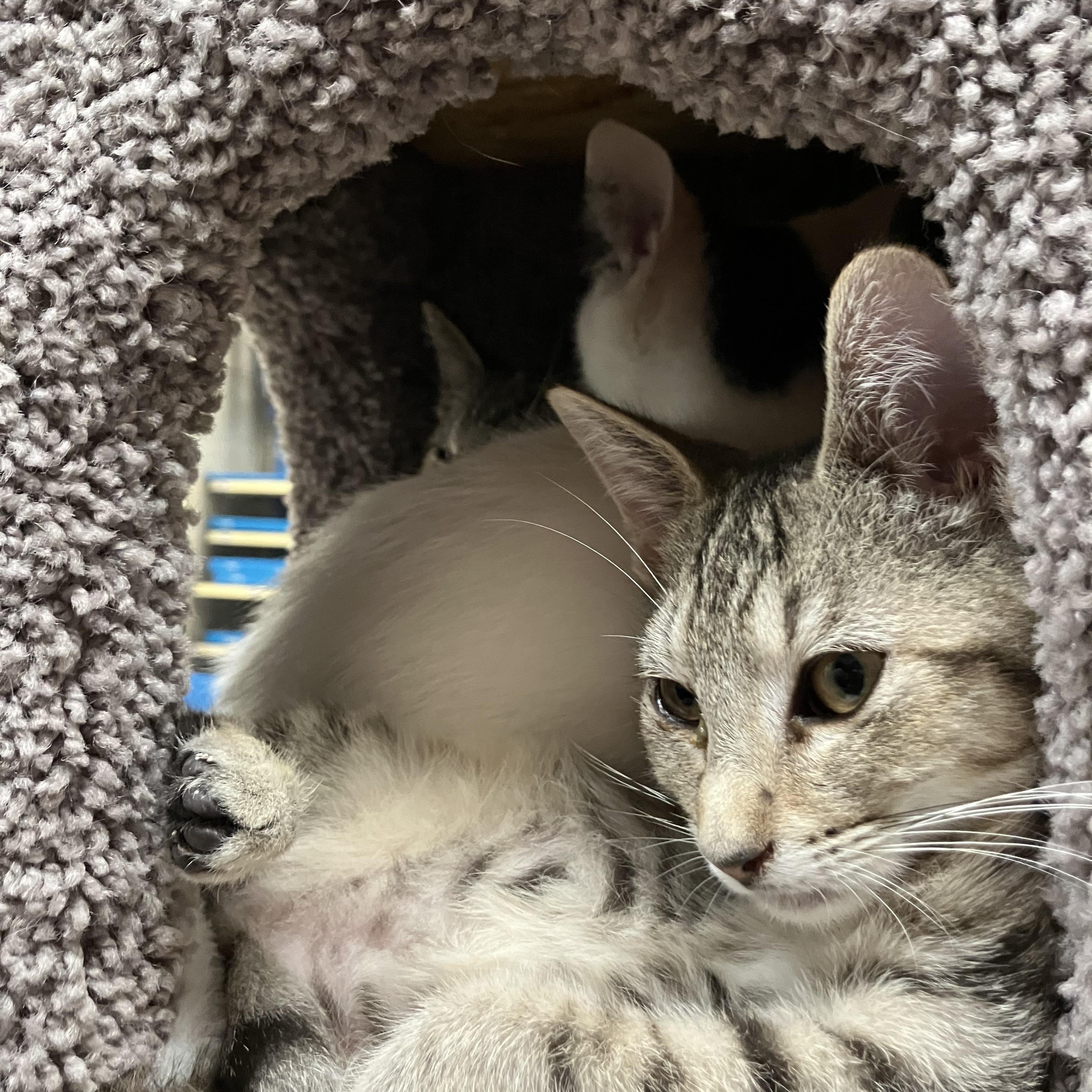 Enlarge Cleopatra , a ADOPTABLE mixed breed in Palmetto, FL image 2/2