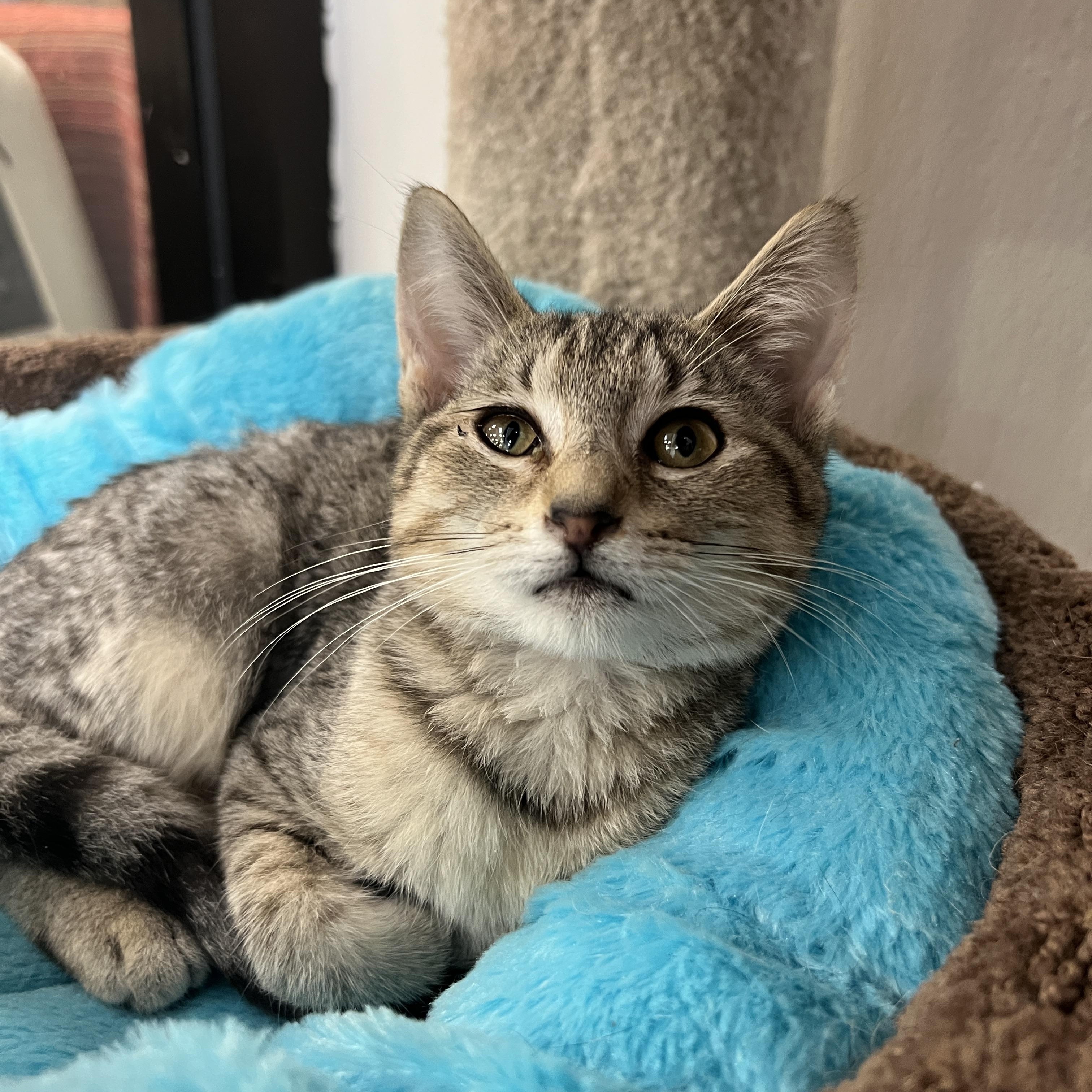 Cleopatra , ADOPTABLE, Kitten Female Domestic Short Hair.