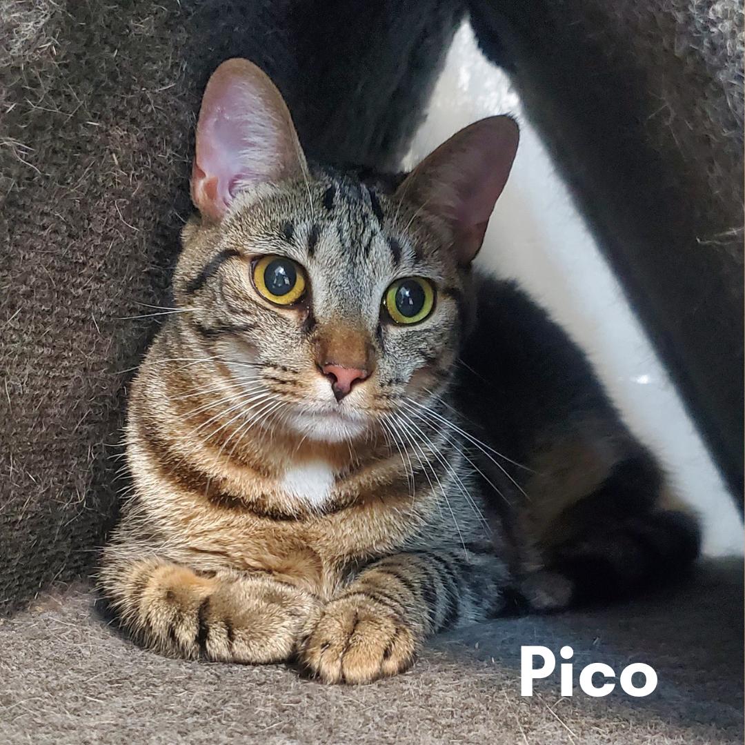 Pico, Adoptable, Adult Female Domestic Short Hair.