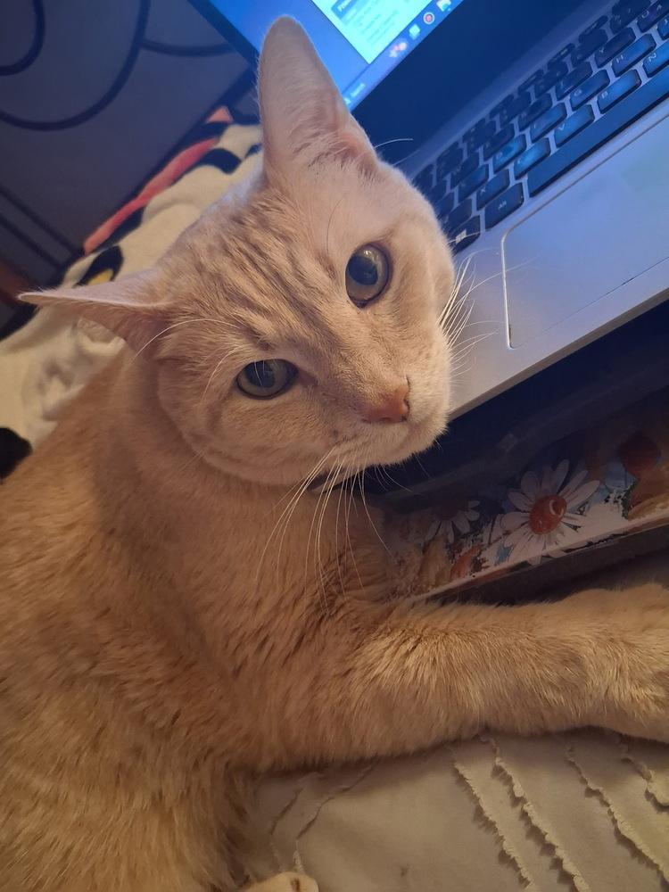 Simon FKA Thing 1, Adoptable, Adult Male Domestic Short Hair.