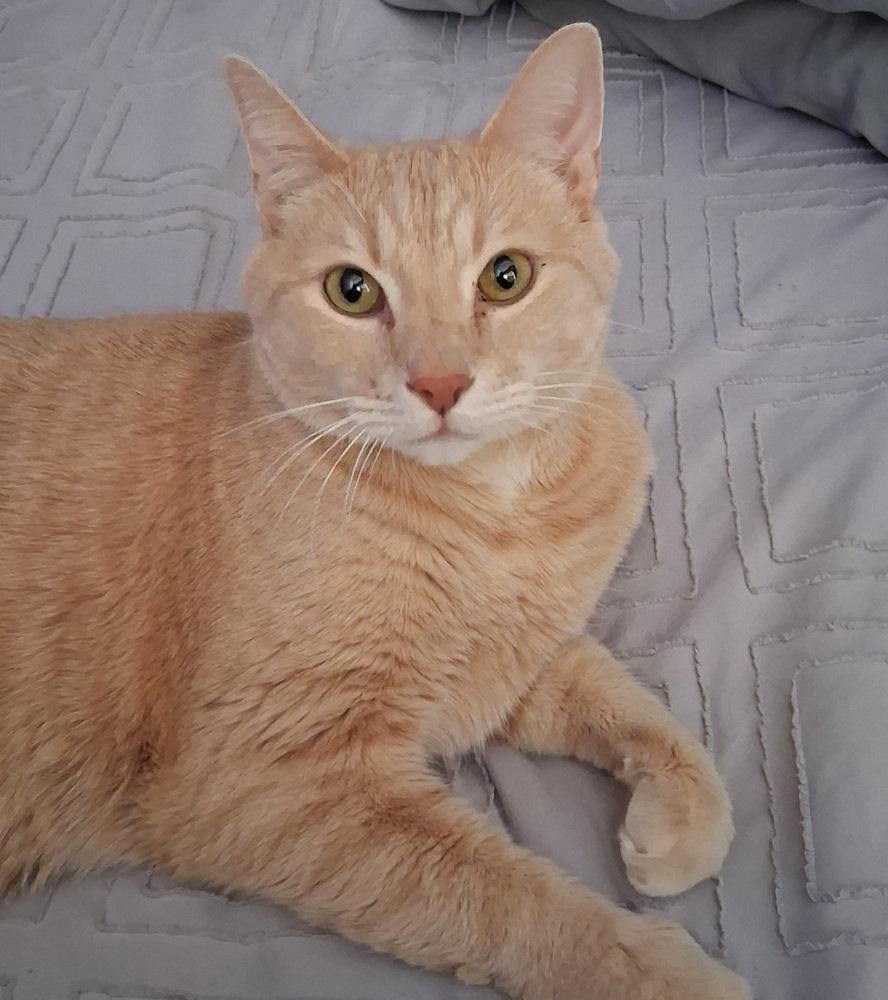 Enlarge Simon FKA Thing 1, a Adoptable Domestic Short Hair in Dallas, TX image 2/2