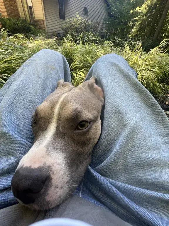 Sadie, Adoptable, Puppy Female Mixed Breed.