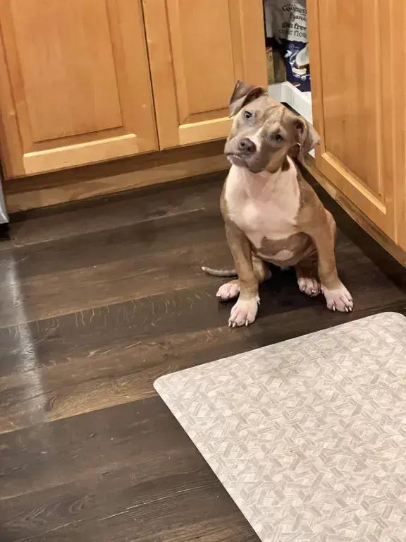 Enlarge Sadie, a Adoptable mixed breed in Grand Rapids, MI image 2/6