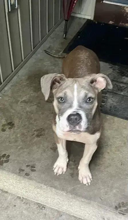 Enlarge Sadie, a Adoptable mixed breed in Grand Rapids, MI image 5/6