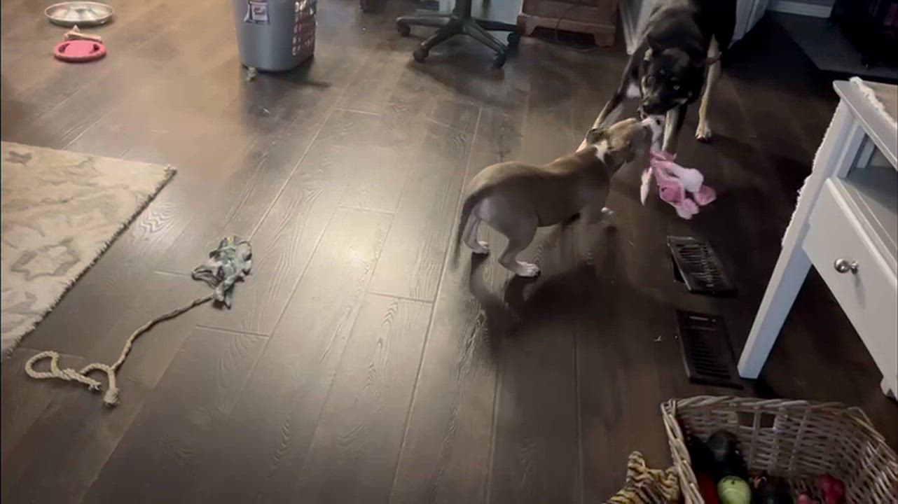 Enlarge Sadie, a Adoptable mixed breed in Grand Rapids, MI video 6/6
