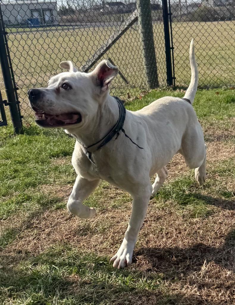 Champ, Adoptable, Adult Male Pit Bull Terrier.
