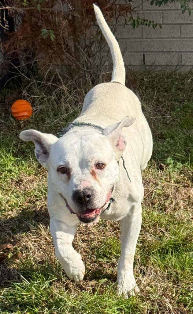 Enlarge Champ, a Adoptable Pit Bull Terrier in Gallatin, TN image 3/3