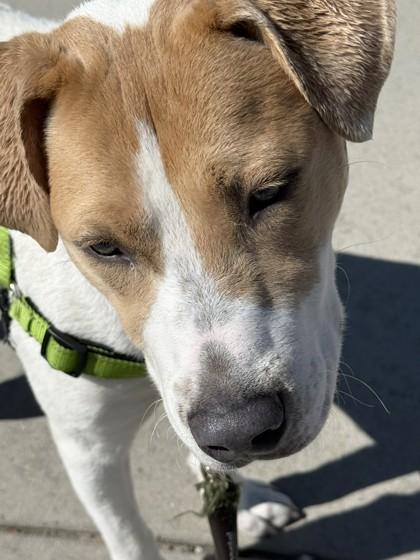 Enlarge Augusta, a ADOPTABLE mixed breed in Hamilton, MT image 3/3