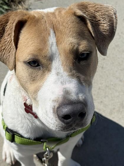 Enlarge Augusta, a ADOPTABLE mixed breed in Hamilton, MT image 2/3