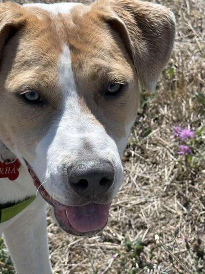 Augusta, ADOPTABLE, Adult Female Mixed Breed.
