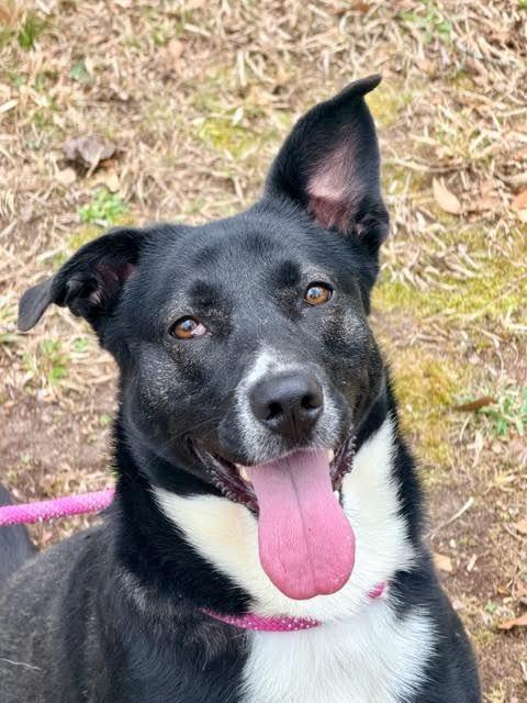 Enlarge Katie, a Adoptable mixed breed in Madison, GA image 1/4