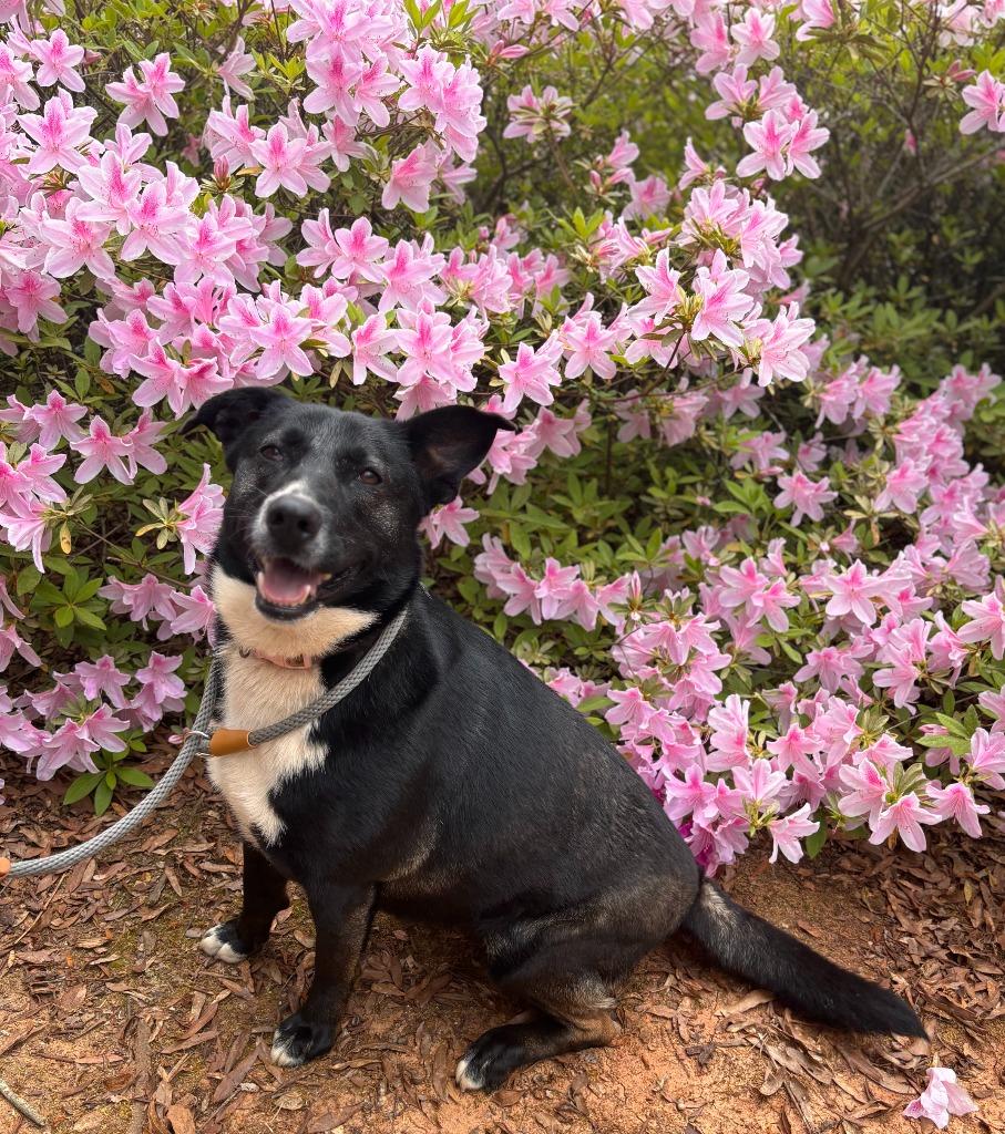 Enlarge Katie, a Adoptable mixed breed in Madison, GA image 2/4