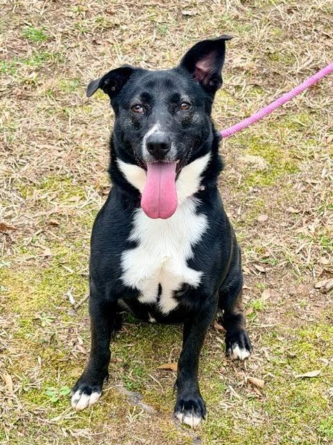 Enlarge Katie, a Adoptable mixed breed in Madison, GA image 3/4