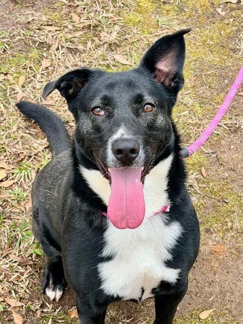 Enlarge Katie, a Adoptable mixed breed in Madison, GA image 4/4