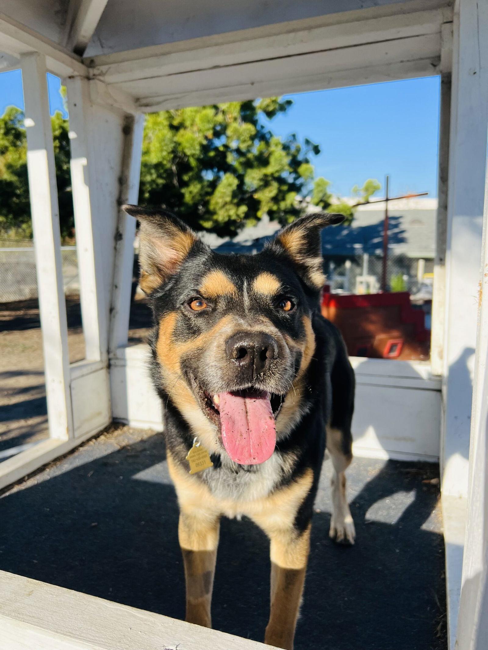Bowser, Adoptable, Adult Male Australian Shepherd & German Shepherd Dog.