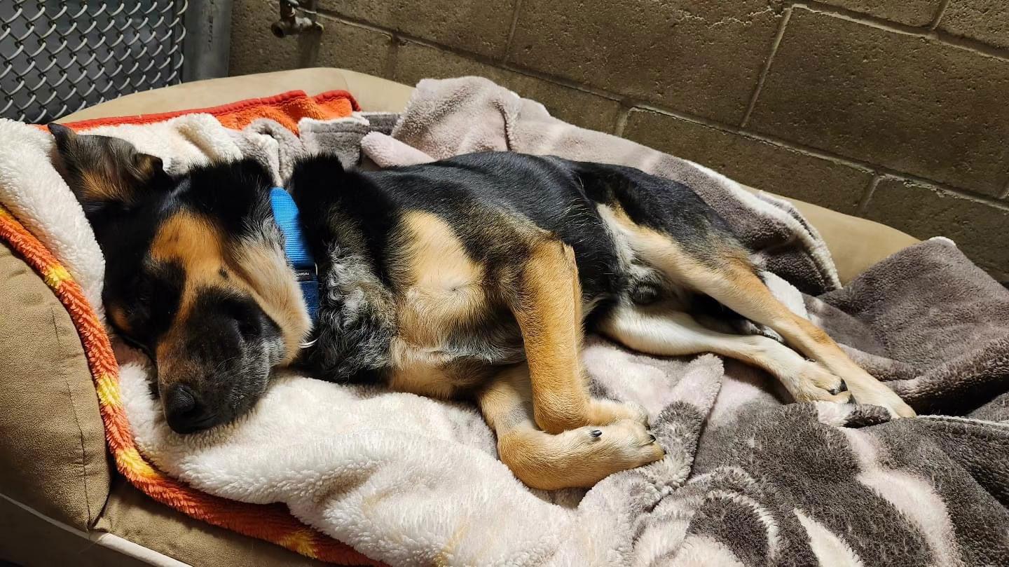 Enlarge Bowser, a Adoptable mixed breed in Seal Beach, CA image 2/3