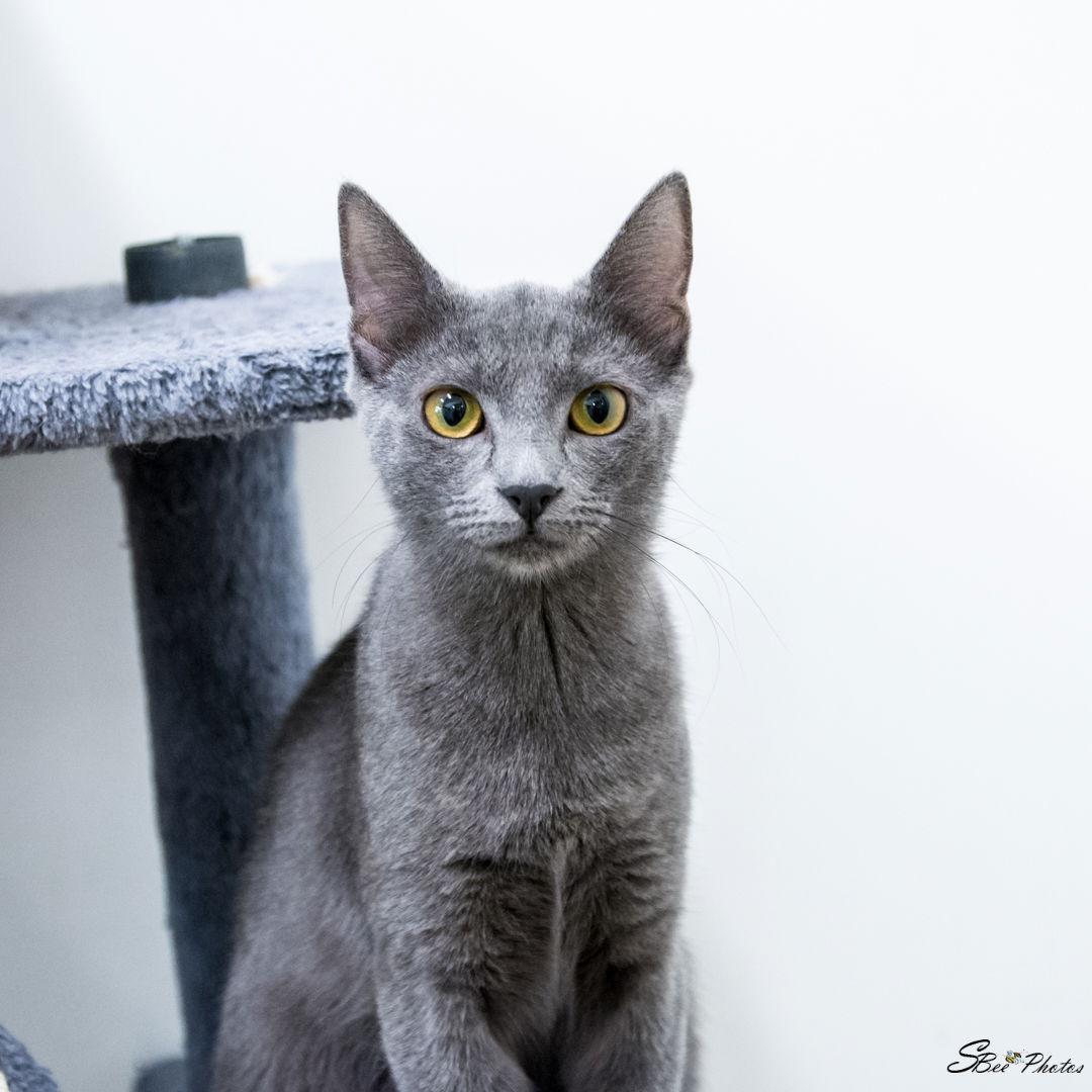 Klover, Adoptable, Young Female Domestic Short Hair.