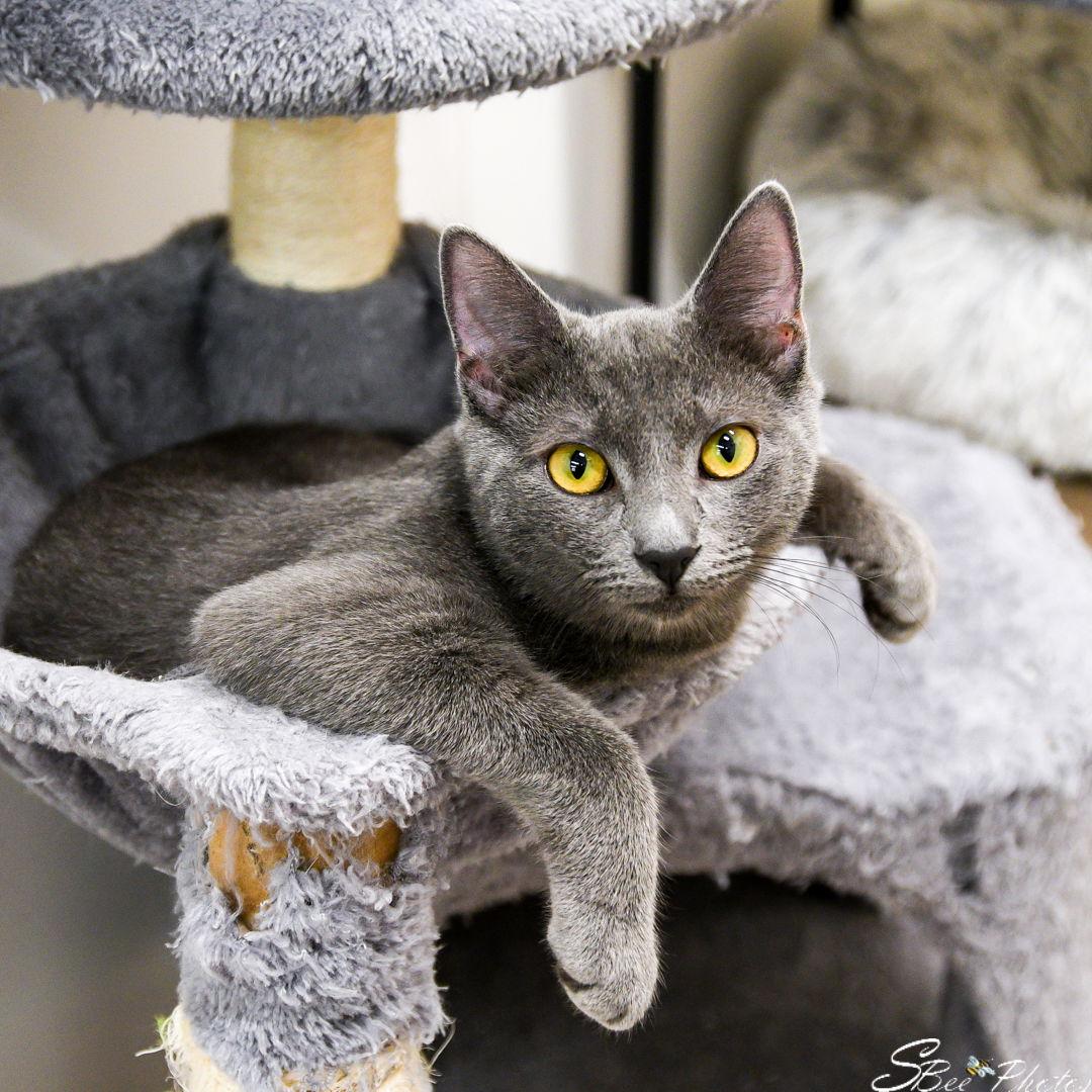 Klover, a Adoptable Domestic Short Hair in St. Cloud, FL image 2/3