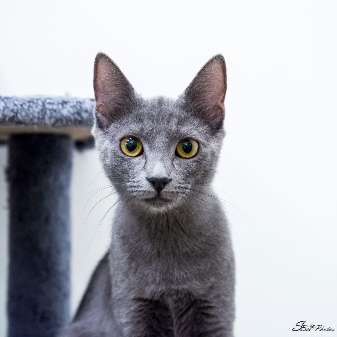 Klover, a Adoptable Domestic Short Hair in St. Cloud, FL image 3/3
