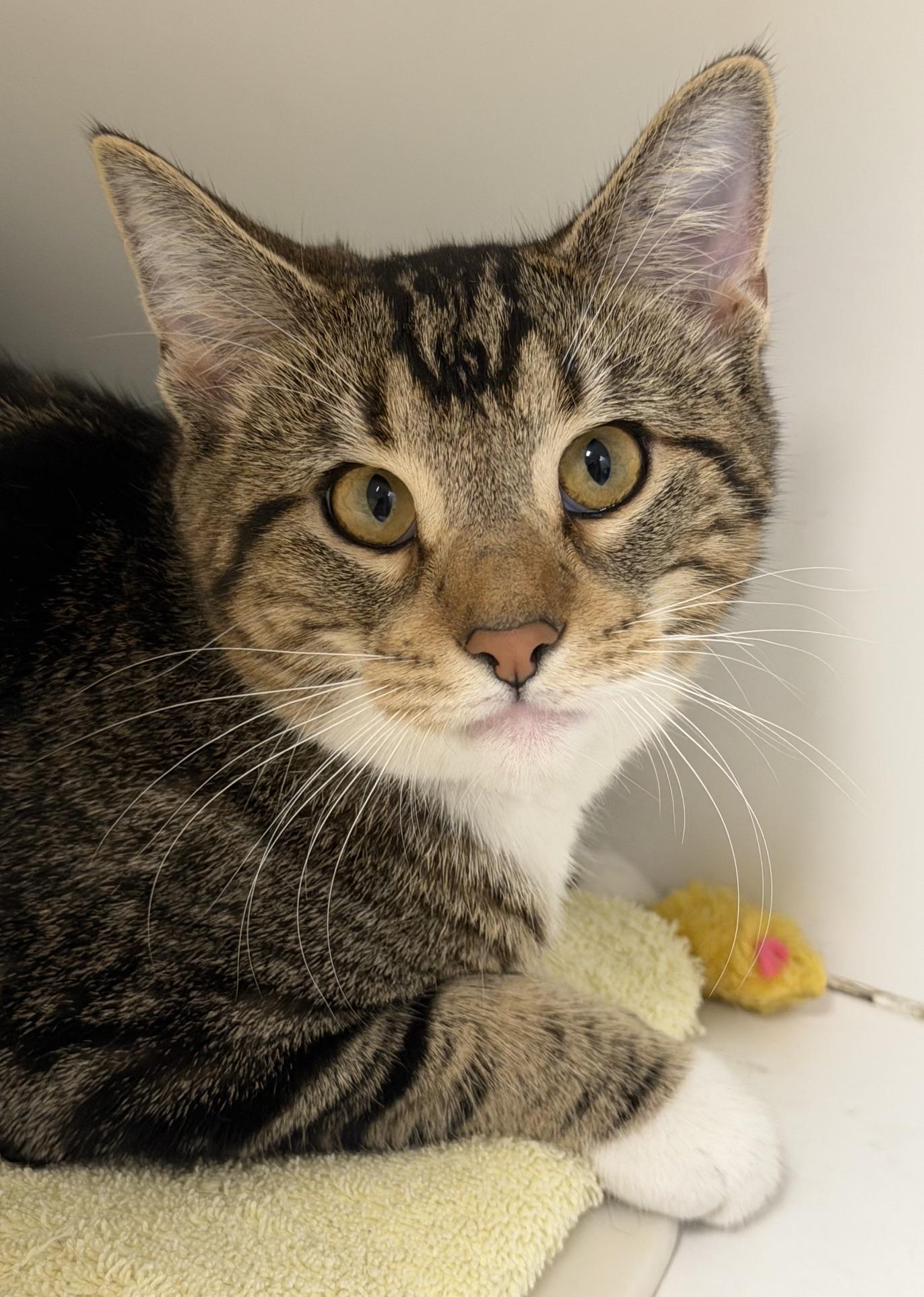 Milla, adopted, Kitten Female Domestic Short Hair.