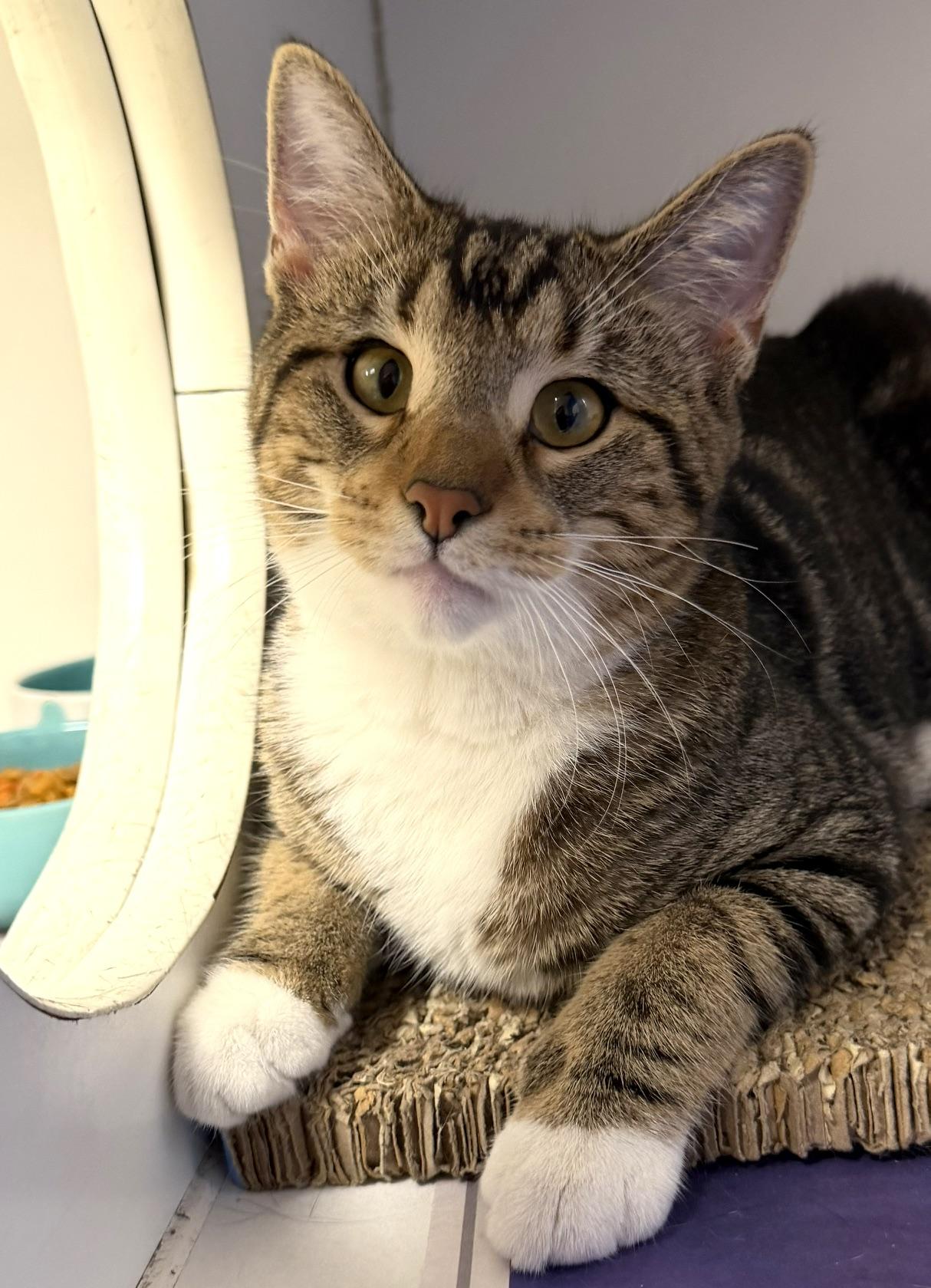 Enlarge Milla, an adopted Domestic Short Hair in Norwalk, CT image 2/2