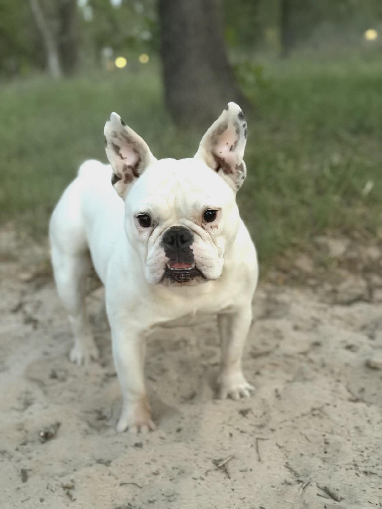 Enlarge Gabby, a Adoptable French Bulldog in Helotes, TX image 1/3