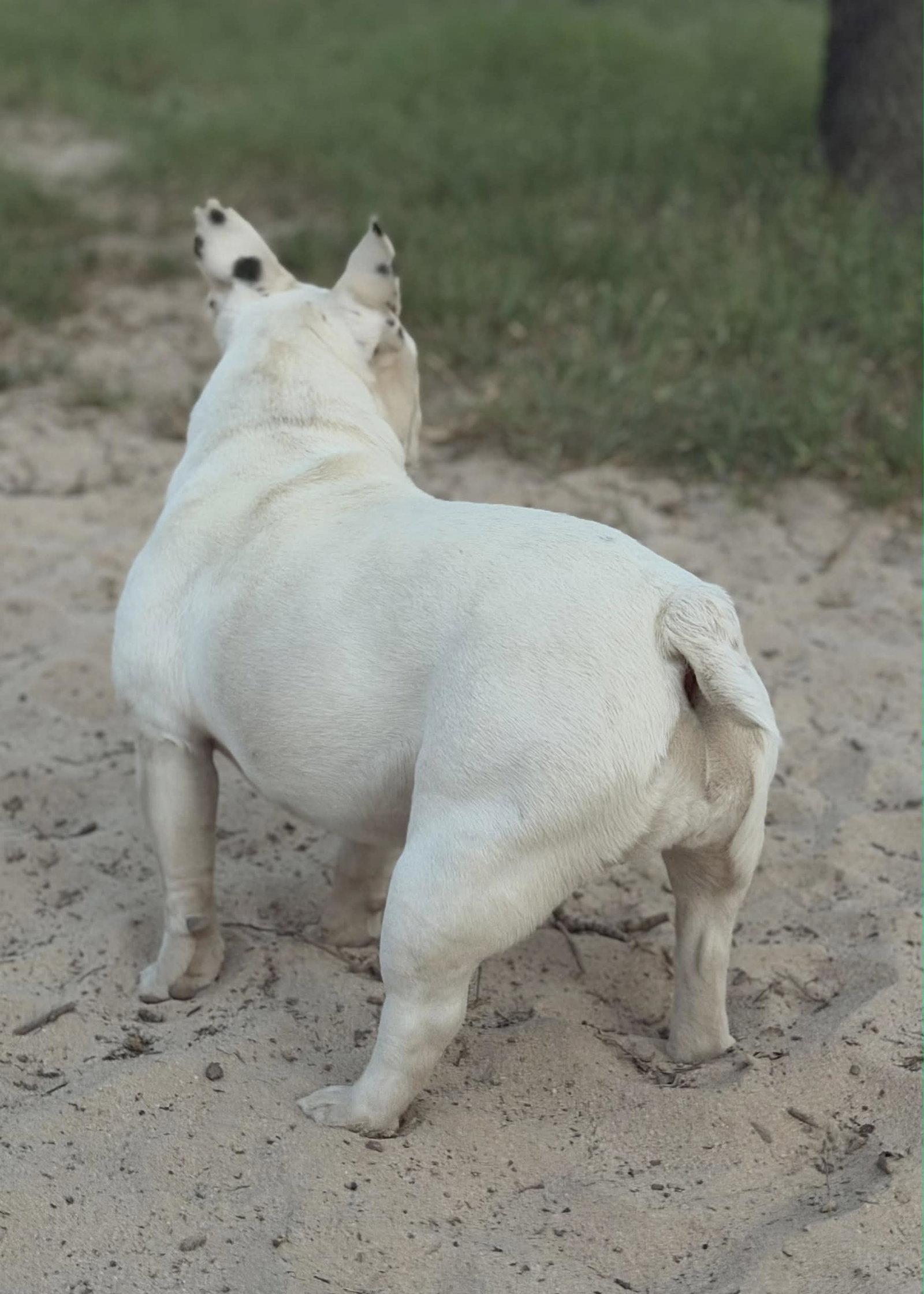 Enlarge Gabby, a Adoptable French Bulldog in Helotes, TX image 2/3