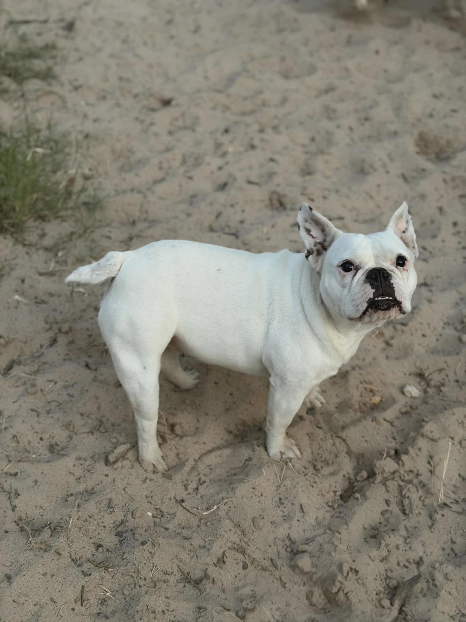 Gabby, Adoptable, Adult Female French Bulldog.