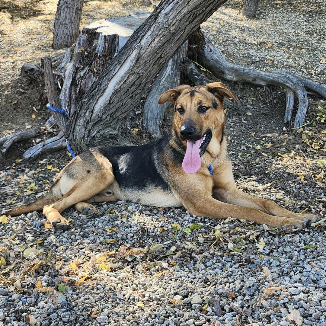 Enlarge Pong, a ADOPTABLE mixed breed in Burbank, CA image 3/6