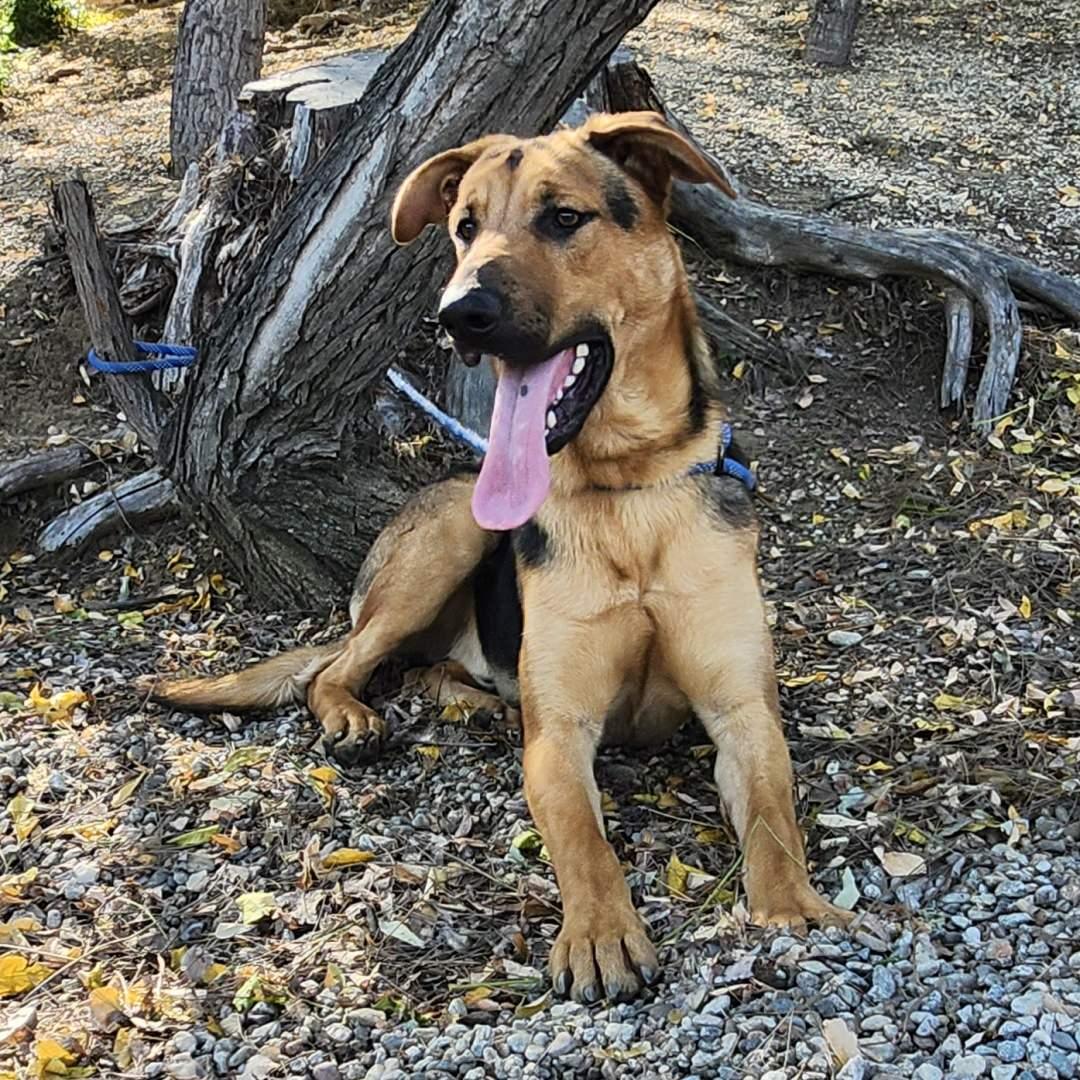 Enlarge Pong, a ADOPTABLE mixed breed in Burbank, CA image 4/6