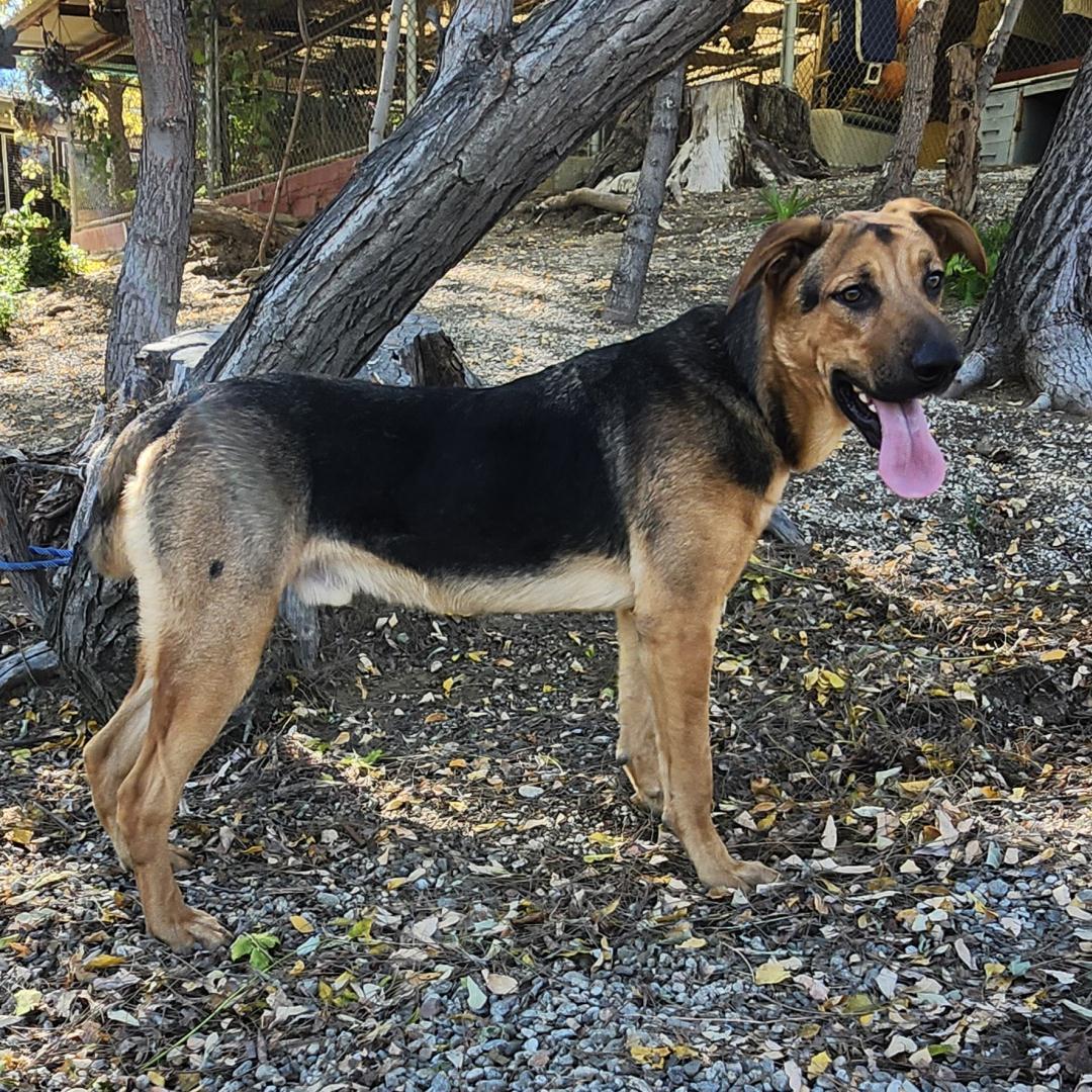 Enlarge Pong, a ADOPTABLE mixed breed in Burbank, CA image 2/6