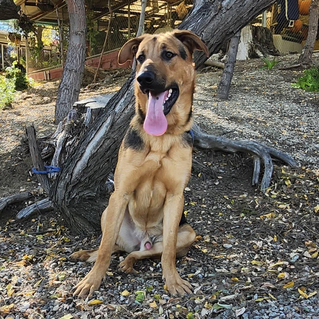 Enlarge Pong, a ADOPTABLE mixed breed in Burbank, CA image 6/6