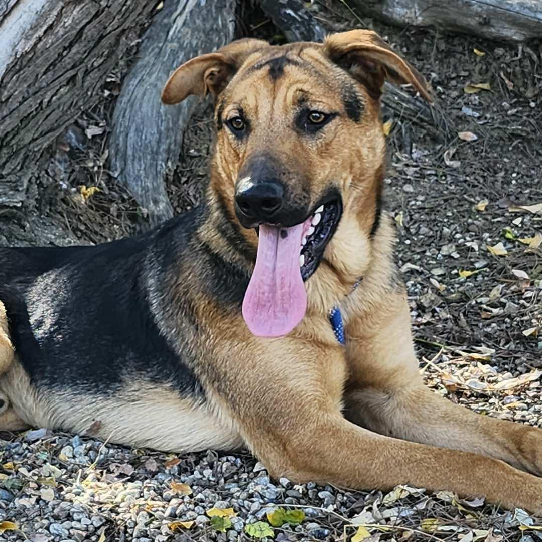 Enlarge Pong, a ADOPTABLE mixed breed in Burbank, CA image 1/6