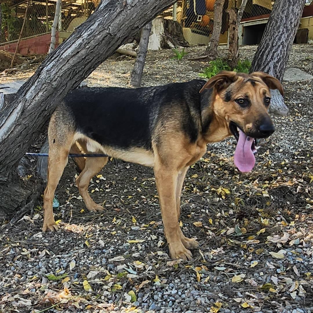 Enlarge Pong, a ADOPTABLE mixed breed in Burbank, CA image 5/6