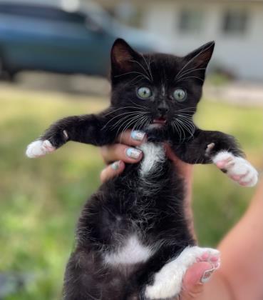 Kittens, Kittens, and Kittens, a Adoptable Domestic Short Hair in Roseburg, OR image 1/6
