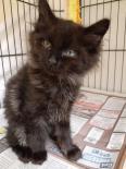 Kittens, Kittens, and Kittens, a Adoptable Domestic Short Hair in Roseburg, OR image 2/6